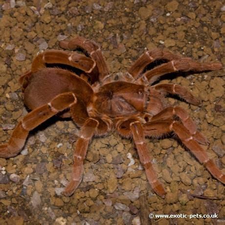 The Nighttime Witch Tarantula King: Among the Most Feared Arachnids
